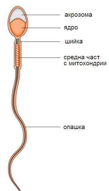 acrosoma1.jpg