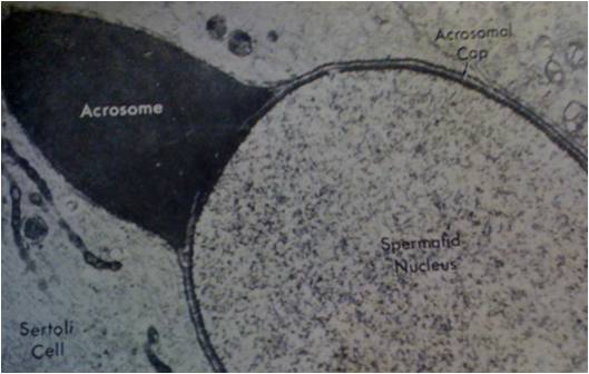 acrosoma2
