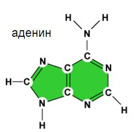 adenine