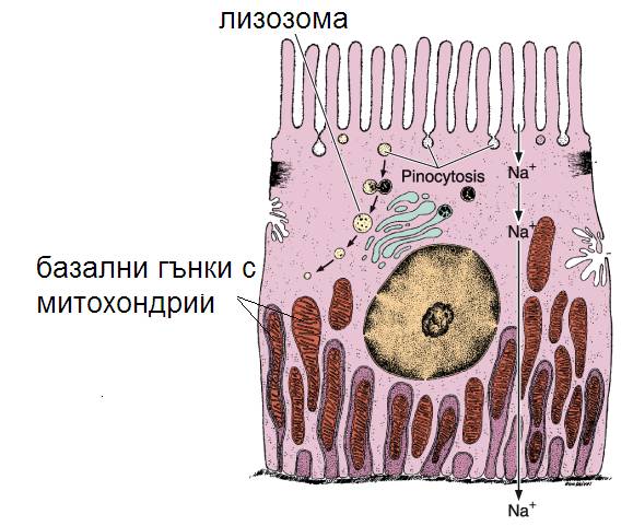 bazaltni_ganki1.jpg