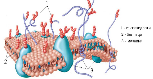 biomembrane1.jpg