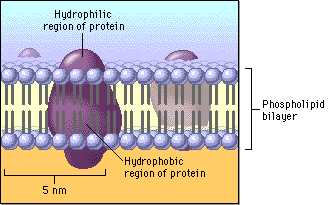 biomembrane2.gif