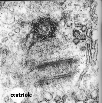 citocentar2