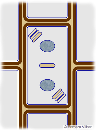 citokineza3