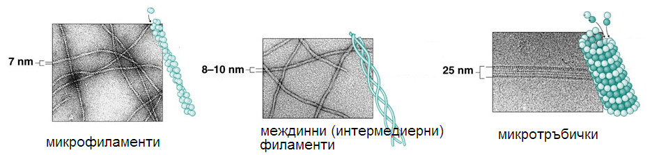 citoskelet1