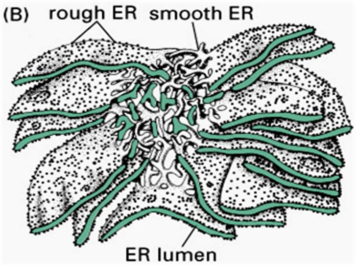 endoplazm3