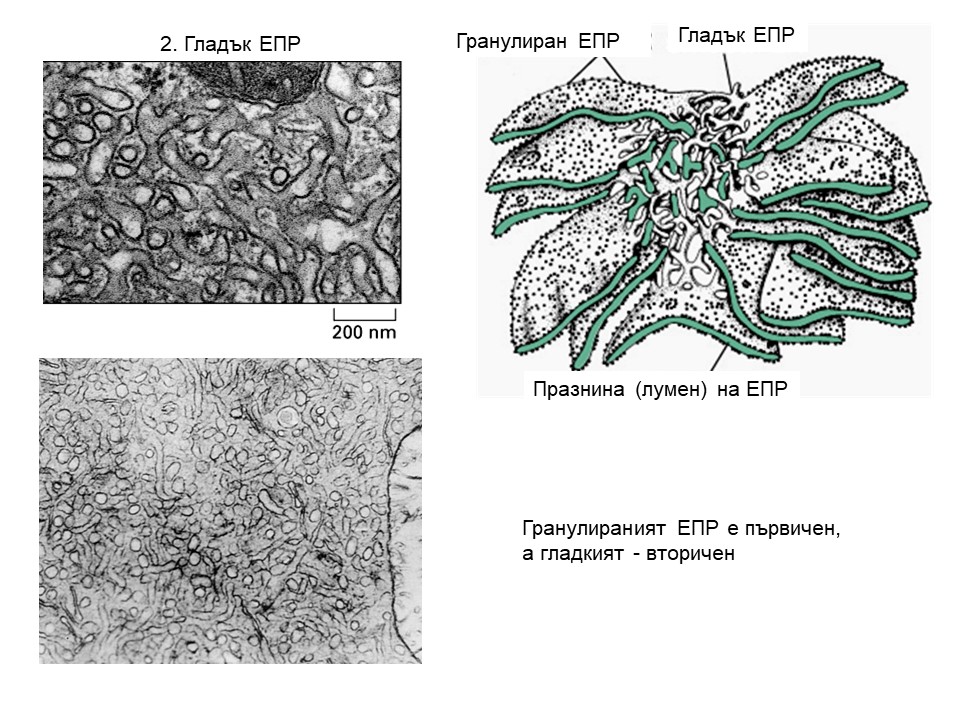 endoplazm5