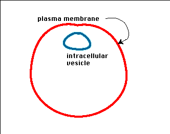 exocytosis1