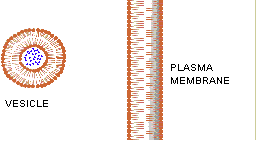 exocytosis3