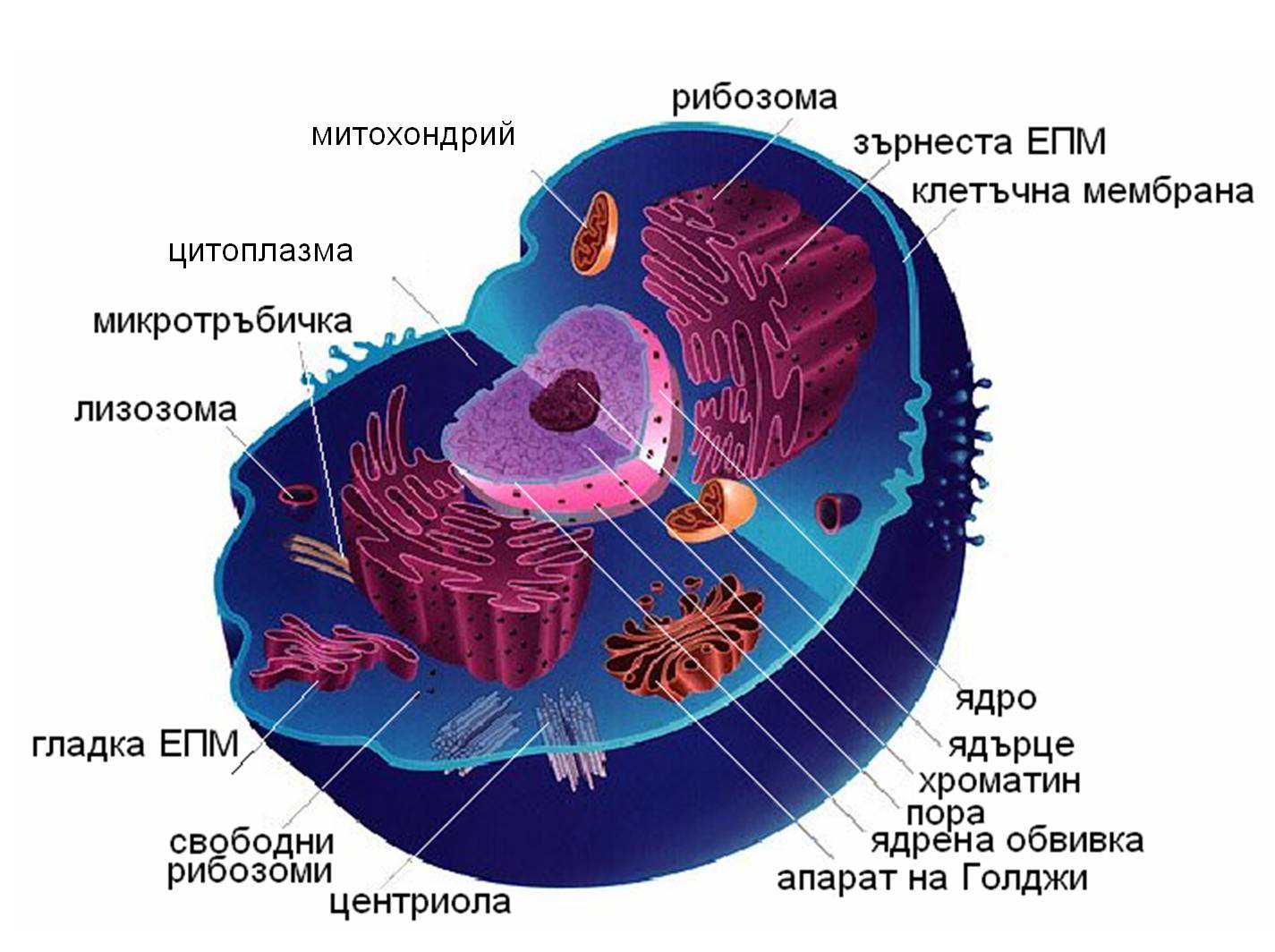 gen_aparat1.jpg