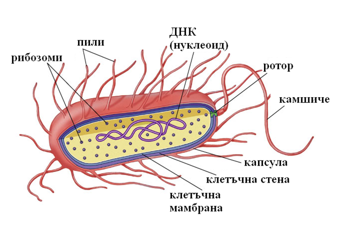 gen_aparat2.png