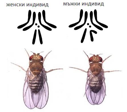 genom1.jpg