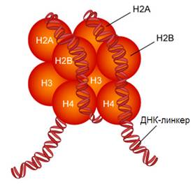hastonov1