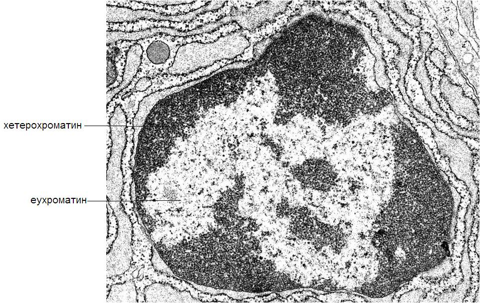 heterohromatin1