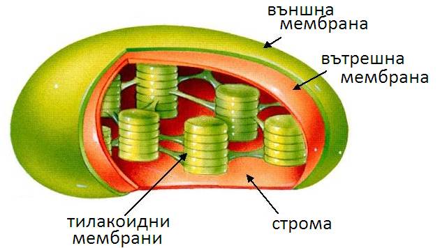 hloroplasti1