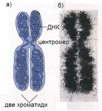 hromatida1