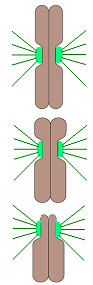 hromozoma1
