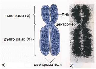 hromozoma2