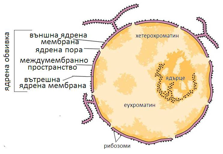 methrom4
