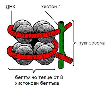 nukleozoma1