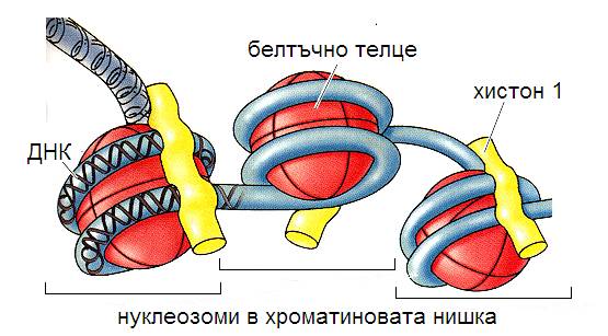 nukleozoma2