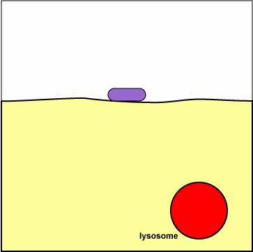 phagocyt1