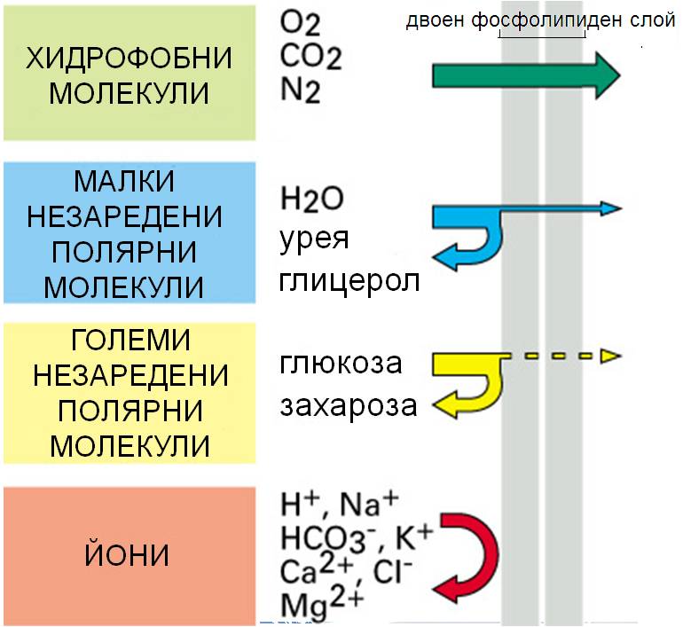 tpkm1