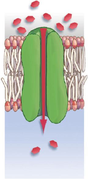 tpkm2